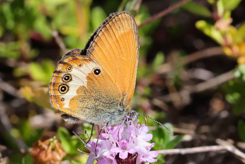Tweekleurig hooibeestje, Coenonympha arcania (E)