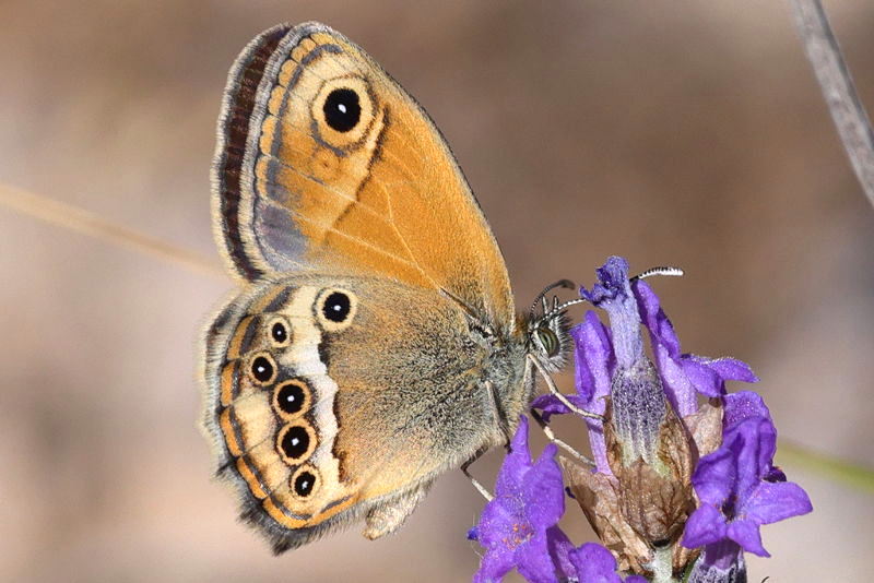 Bleek hooibeestje, Coenonympha dorus (E)
