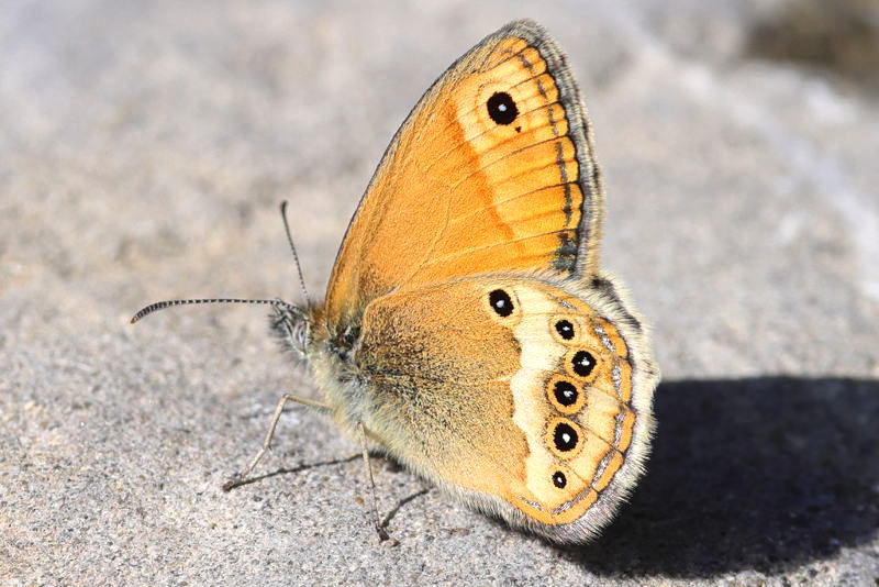 Bleek hooibeestje, Coenonympha dorus (E)