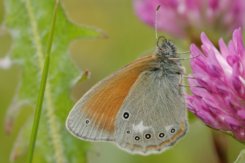 Roodstreephooibeestje, Coenonympha glycerion (SK)