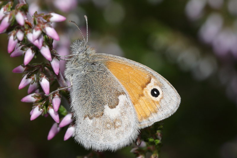 Hooibeestje, Coenonympha pamphilus (NL)