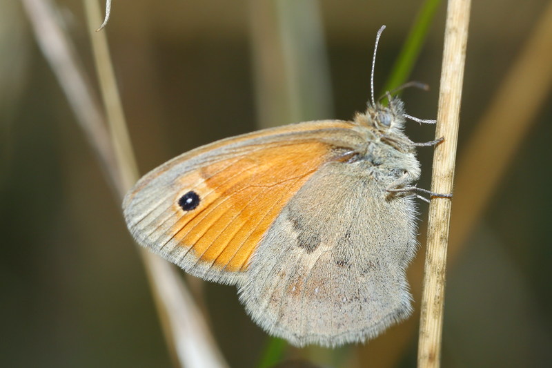 Hooibeestje, Coenonympha pamphilus (SK)