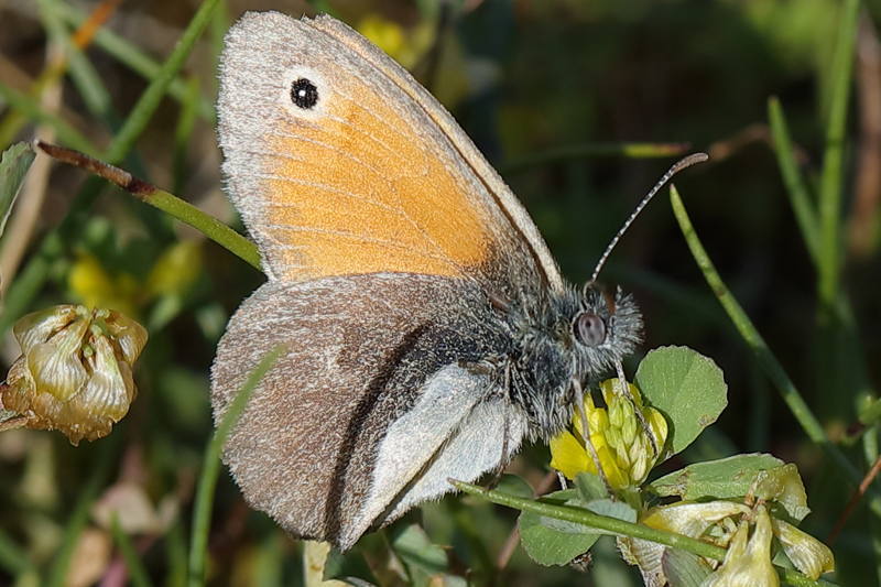 Hooibeestje, Coenonympha pamphilus, afwijkende tekening (BG)