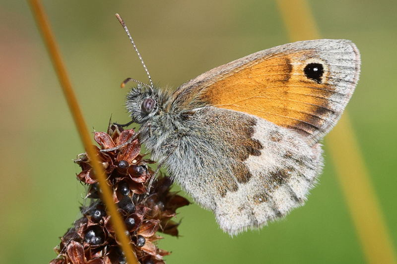 Hooibeestje, Coenonympha pamphilus (NL)