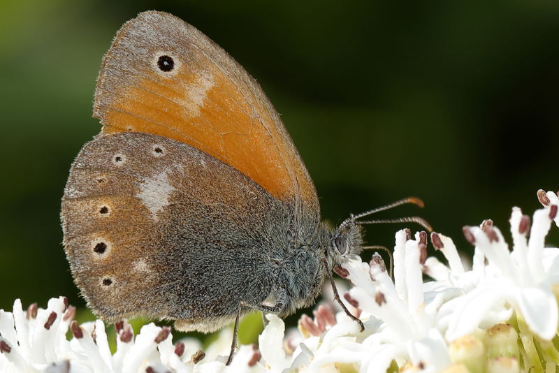 Balkanhooibeestje, Coenonympha rhodopensis (BG)