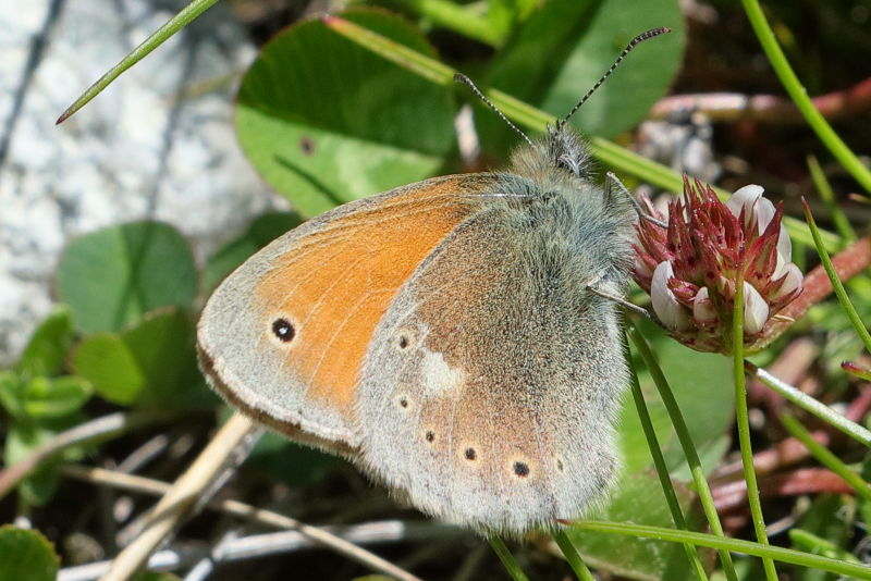 Balkanhooibeestje, Coenonympha rhodopensis (BG)
