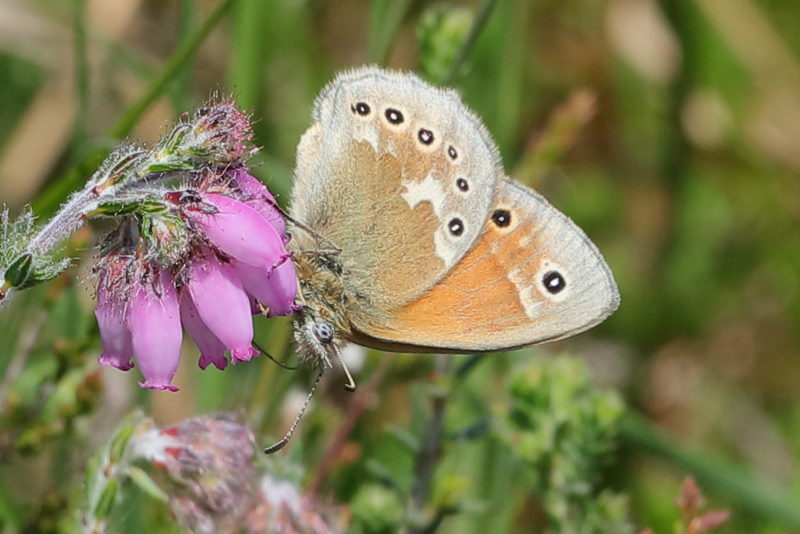 Veenhooibeestje, Coenonympha tullia (NL)