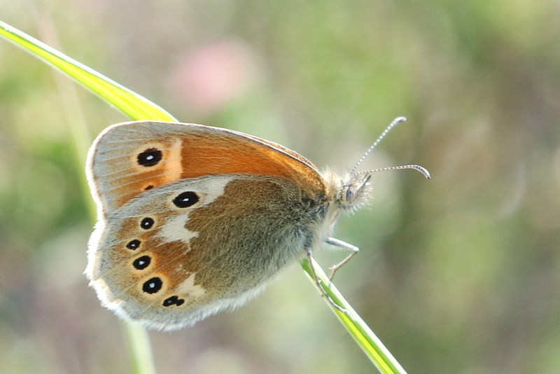 Veenhooibeestje, Coenonympha tullia (NL)