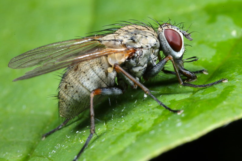 Tijgervlieg, Coenosia tigrina