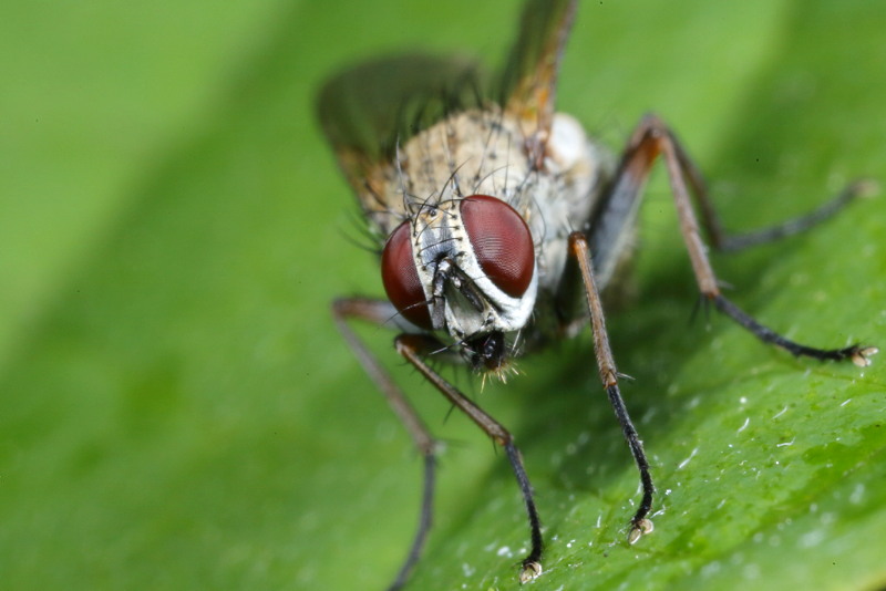 Tijgervlieg, Coenosia tigrina