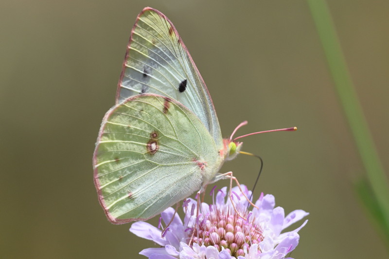 Zuidelijke luzernevlinder, Colias alfacariensis (E)