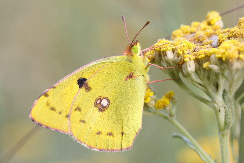 Oranje luzernevlinder, Colias crocea (BG)