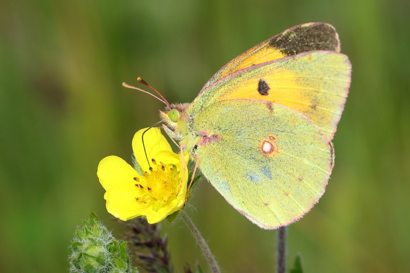 Oranje luzernevlinder, Colias crocea (BG)
