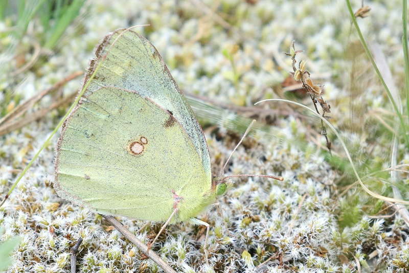 Oranje luzernevlinder forma helice, Colias crocea f. helice (BG)