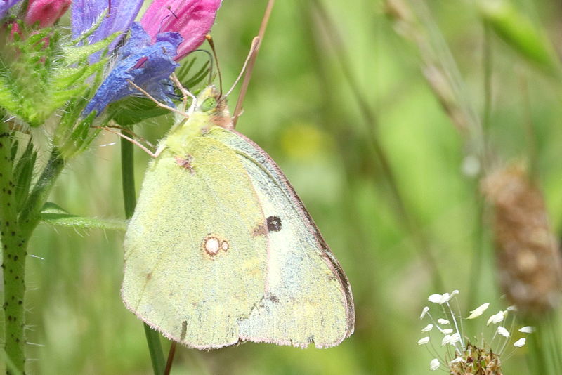 Oranje luzernevlinder forma helice, Colias crocea f. helice (BG)