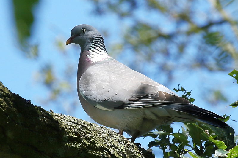 Houtduif, Columba palumbus