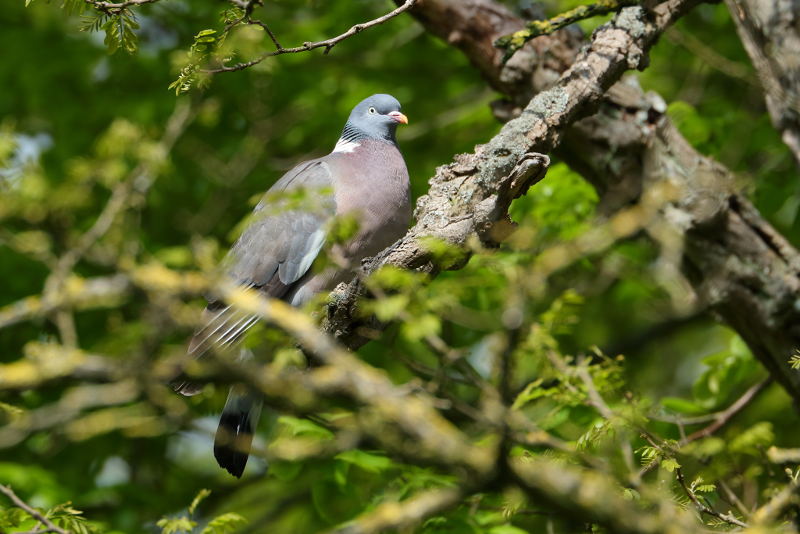 Houtduif, Columba palumbus
