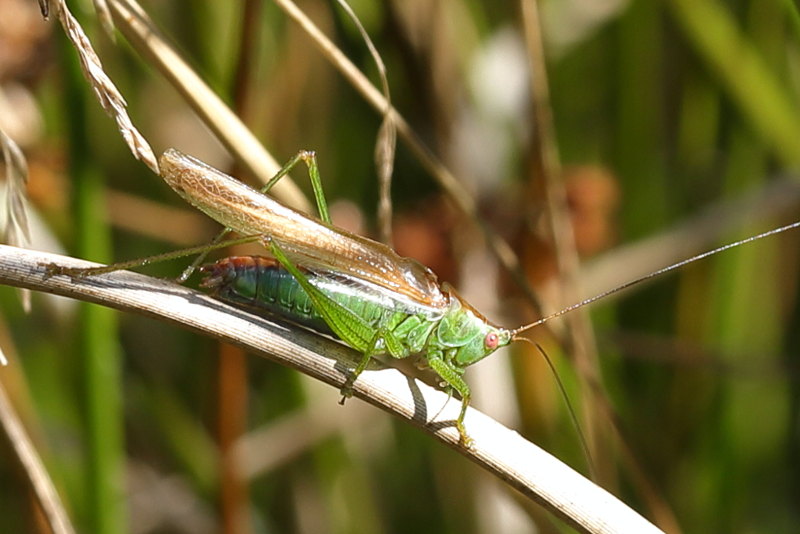 langvleugelig Gewoon Spitskopje, Conocephalus dorsalis ♂