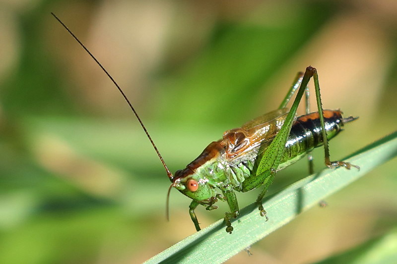 Gewoon Spitskopje, Conocephalus dorsalis ♂