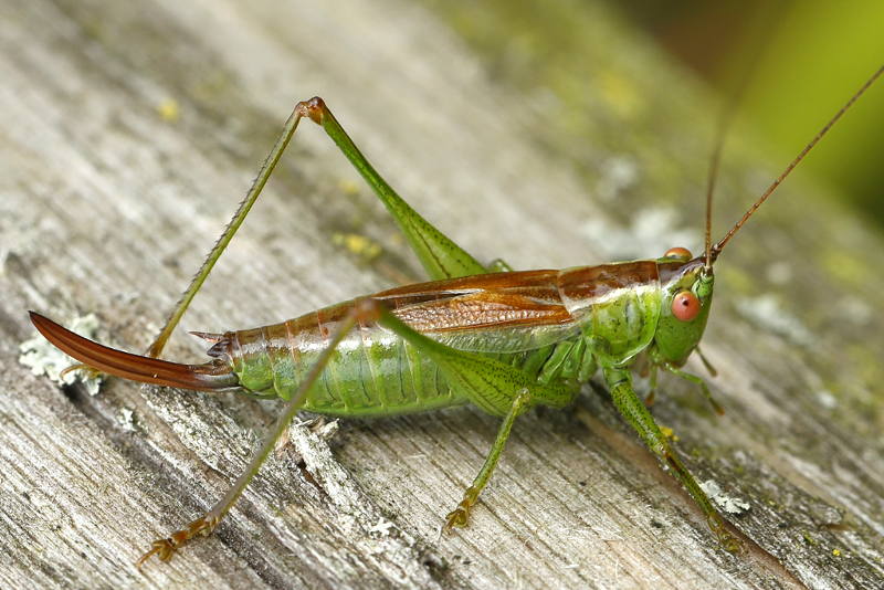 Gewoon Spitskopje, Conocephalus dorsalis ♀