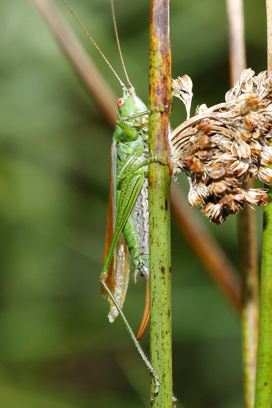 Gewoon Spitskopje, Conocephalus dorsalis ♀