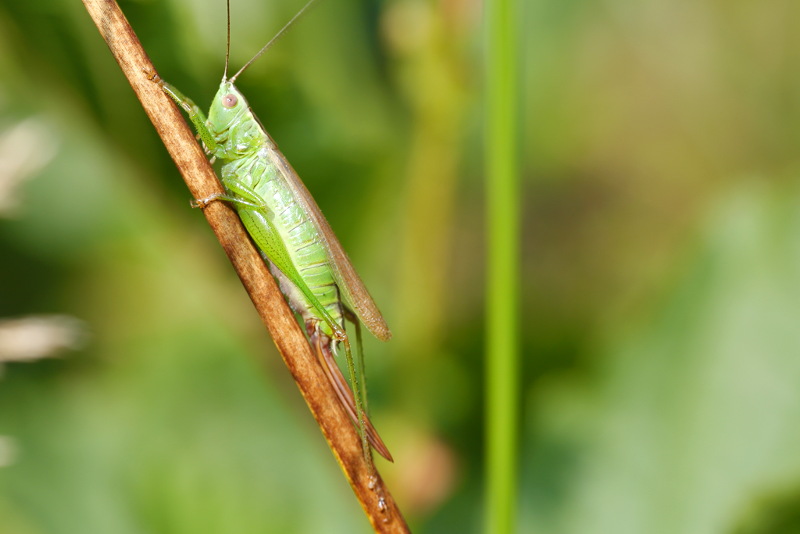 Zuidelijk Spitskopje, Conocephalus fuscus, ♀