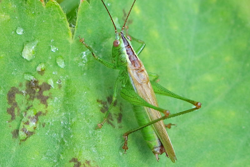 Zuidelijk Spitskopje, Conocephalus fuscus ♂