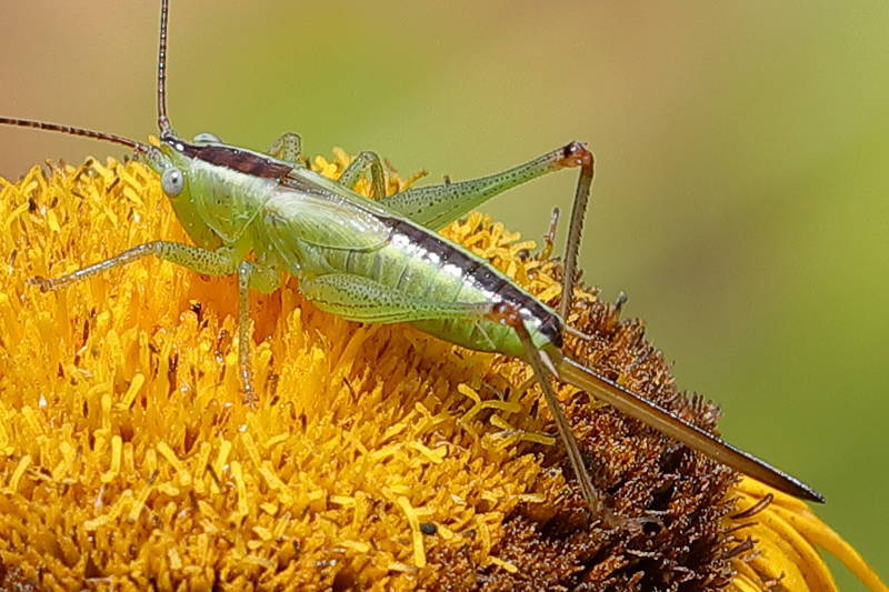 Zuidelijk Spitskopje, Conocephalus fuscus, juveniel ♀