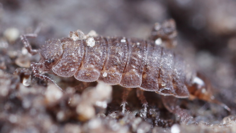 Stebbing's Woodlouse, Cordioniscus stebbingi