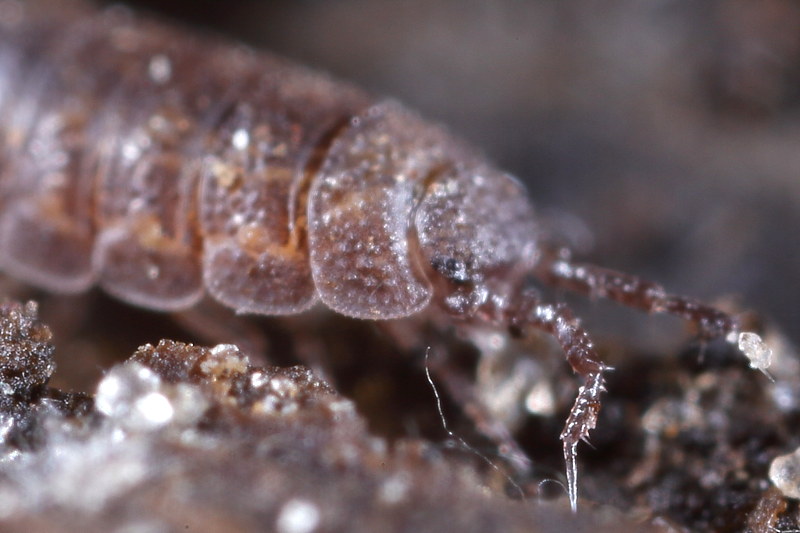 Stebbing's Woodlouse, Cordioniscus stebbingi