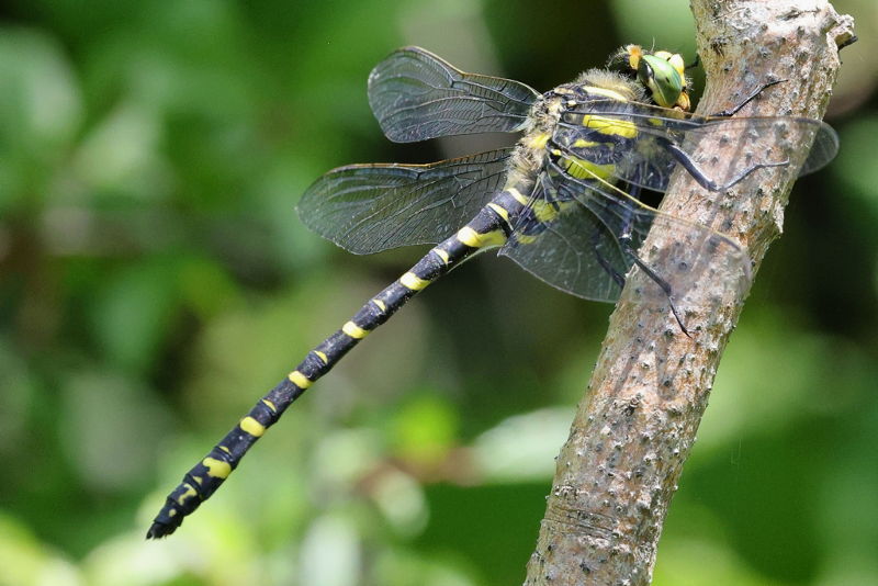 Gewone bronlibel, Cordulegaster boltonii ♂