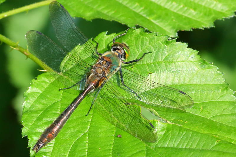 Smaragdlibel, Cordulia aenea ♂