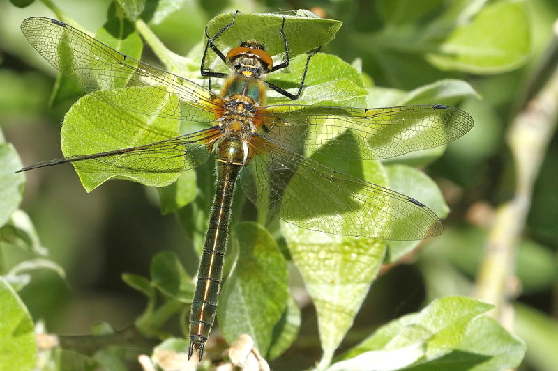 Smaragdlibel, Cordulia aenea ♀
