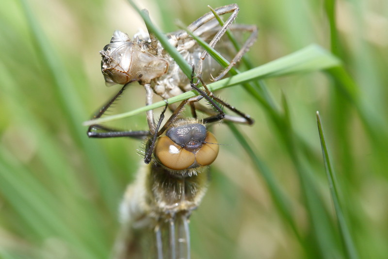 Smaragdlibel, Cordulia aenea
