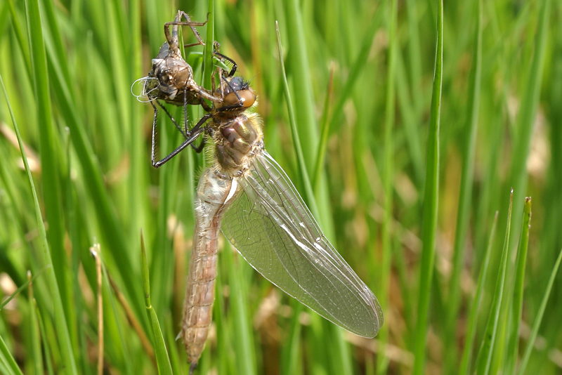 Smaragdlibel, Cordulia aenea