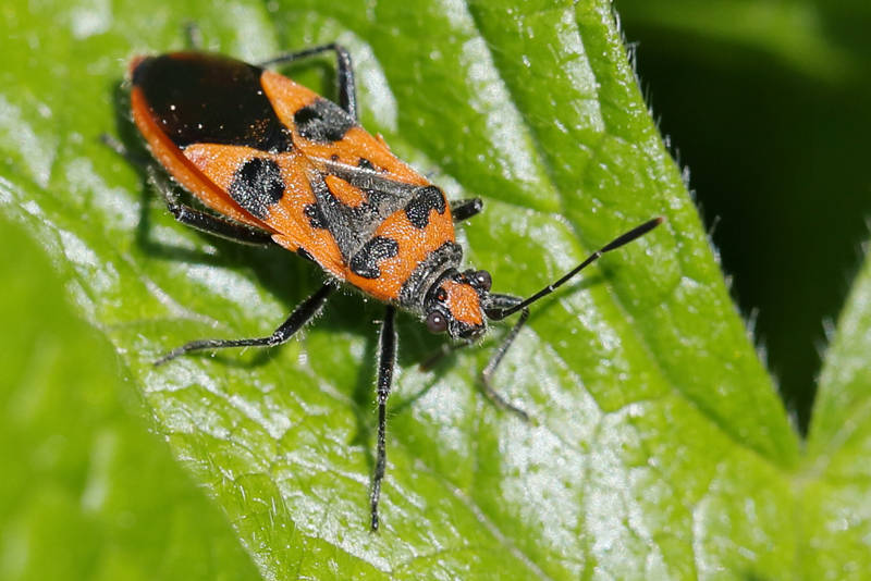 Kaneelglasvleugelwants, Corizus hyoscyami