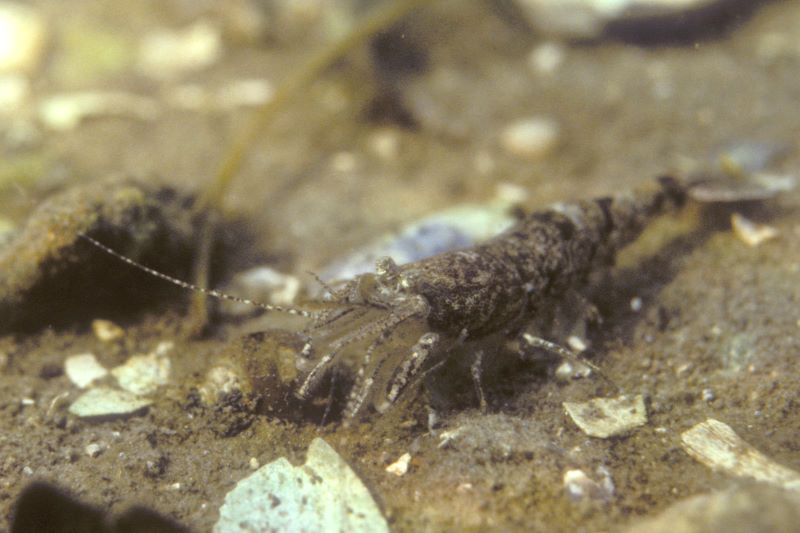 Noordzeegarnaal, Crangon crangon