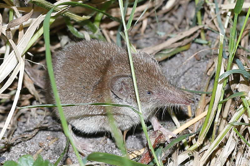 huisspitsmuis, Crocidura russula