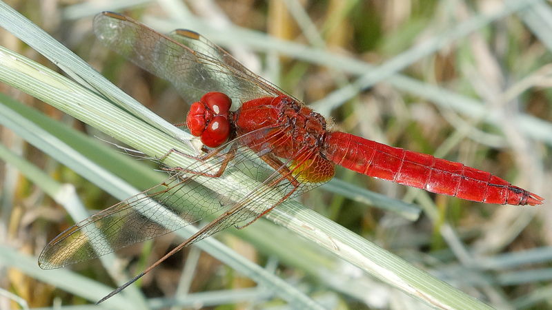 Vuurlibel, Crocothemis erythraea ♂