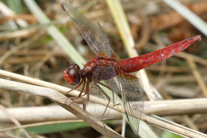 Vuurlibel, Crocothemis erythraea ♀
