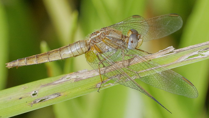 Vuurlibel, Crocothemis erythraea ♀
