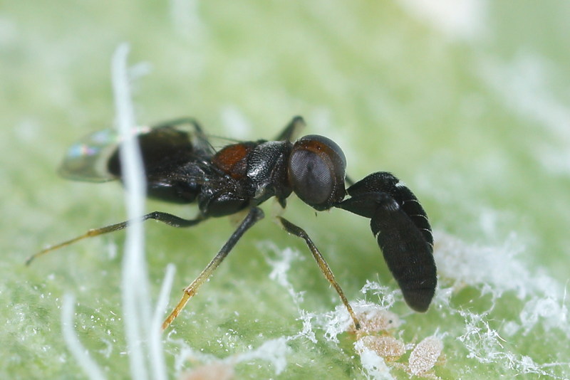 Cryptanusia aureiscutellum