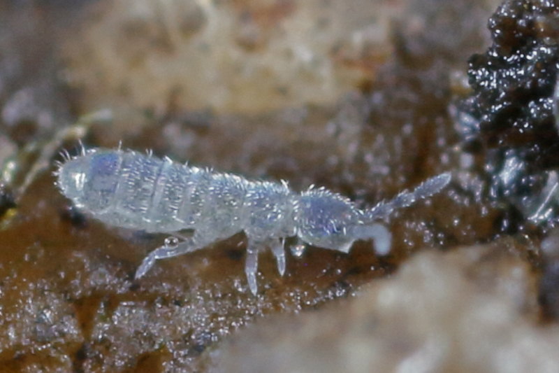 Cryptopygus thermophilus