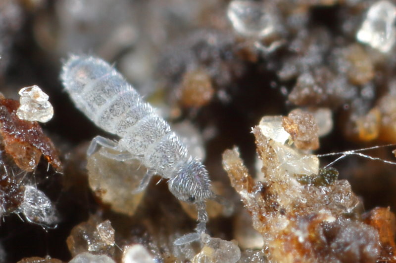 Cryptopygus thermophilus