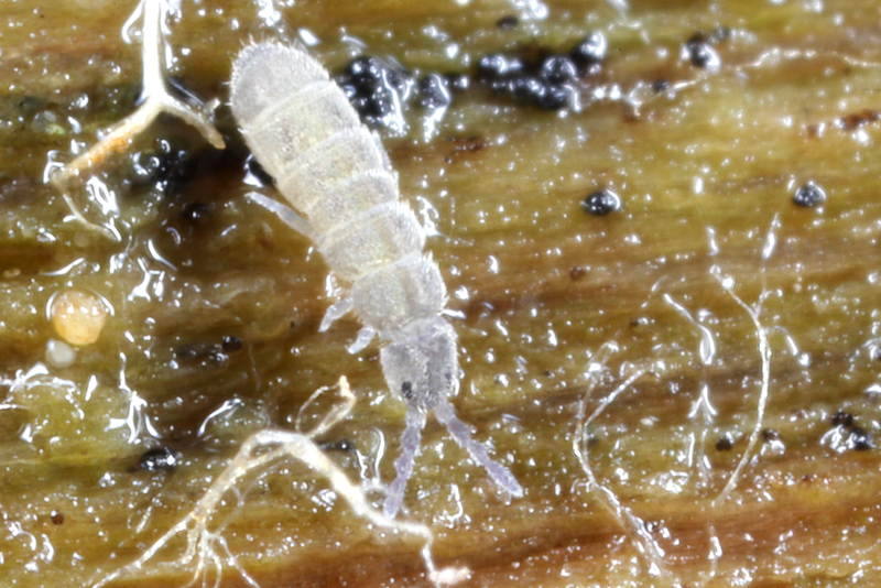 Cryptopygus thermophilus