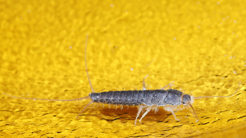 Ctenolepisma longicaudatum, papiervisje