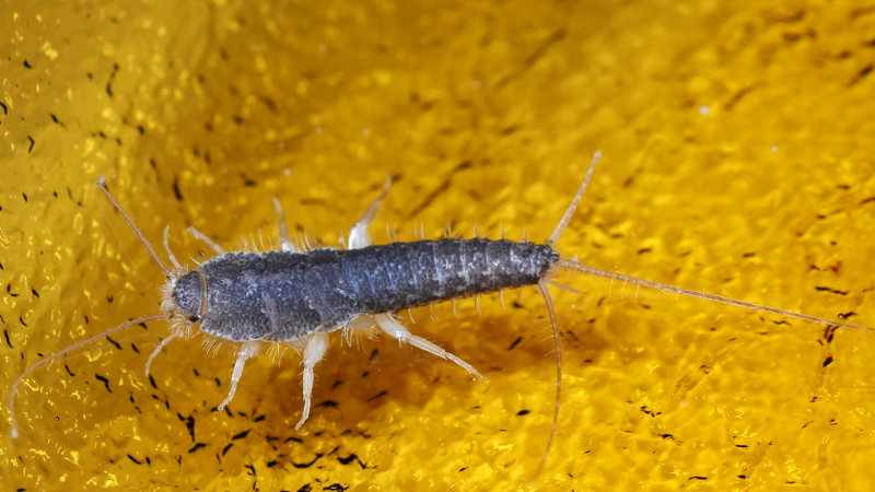 Ctenolepisma longicaudatum, papiervisje