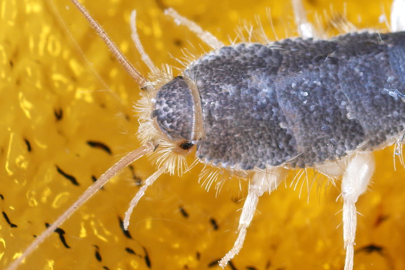 Ctenolepisma longicaudatum, papiervisje
