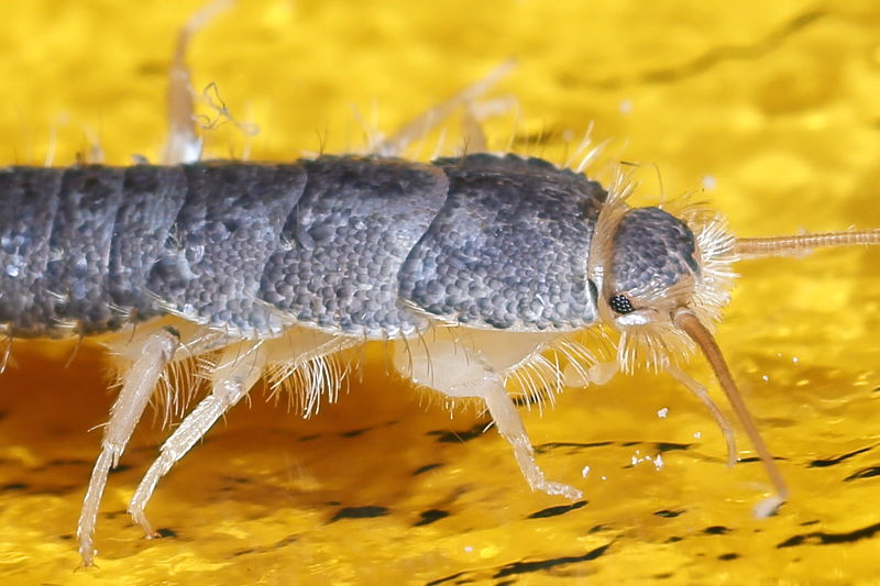 Ctenolepisma longicaudatum, papiervisje