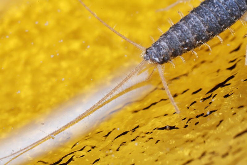 Ctenolepisma longicaudatum, papiervisje
